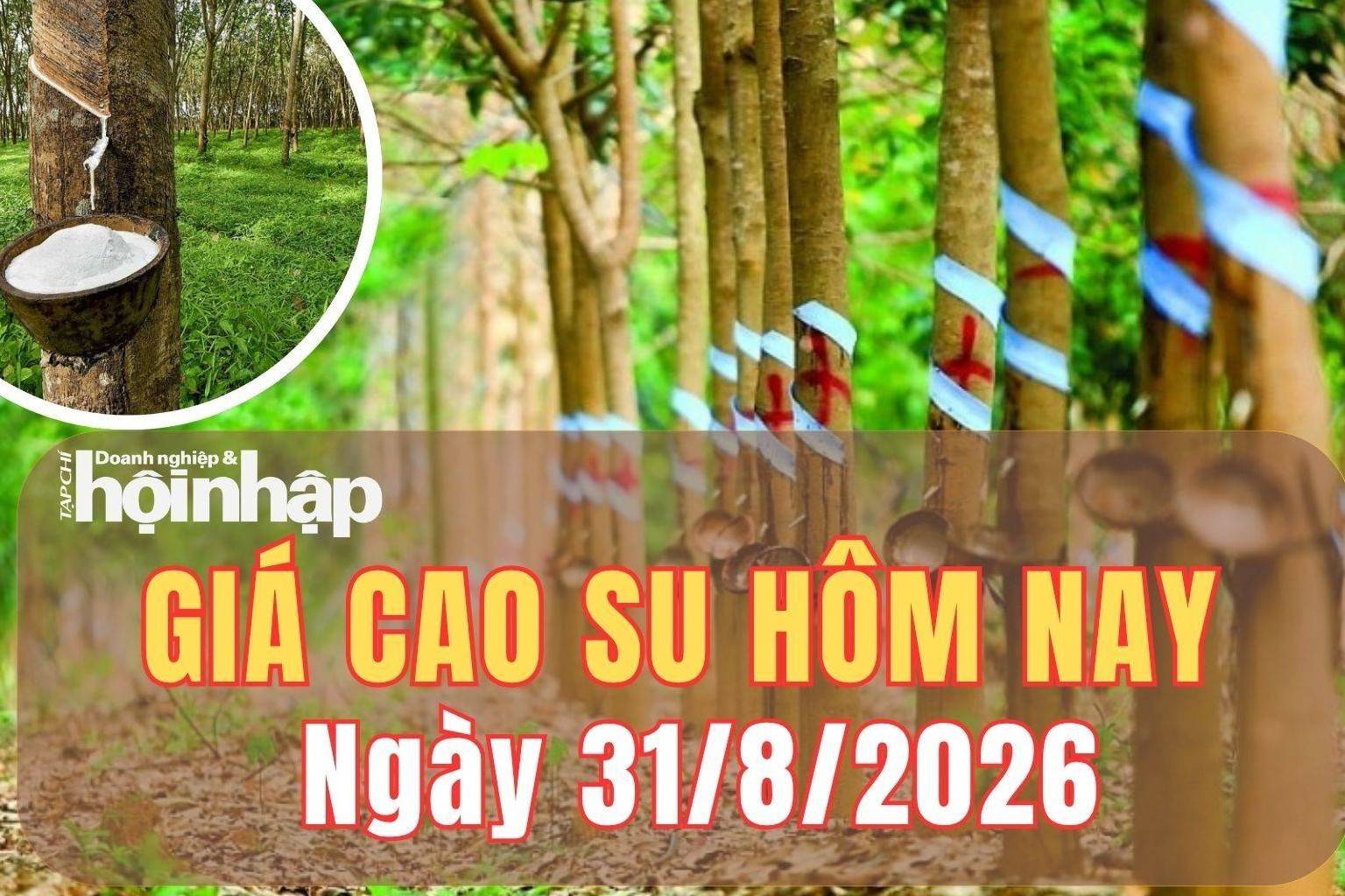 Giá cao su hôm nay 31/8/2026: Tuần qua, giá cao su trên sàn TOCOM giảm, SHFE tiếp tục tăng
