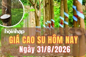 Giá cao su hôm nay 31/8/2026: Tuần qua, giá cao su trên sàn TOCOM giảm, SHFE tiếp tục tăng