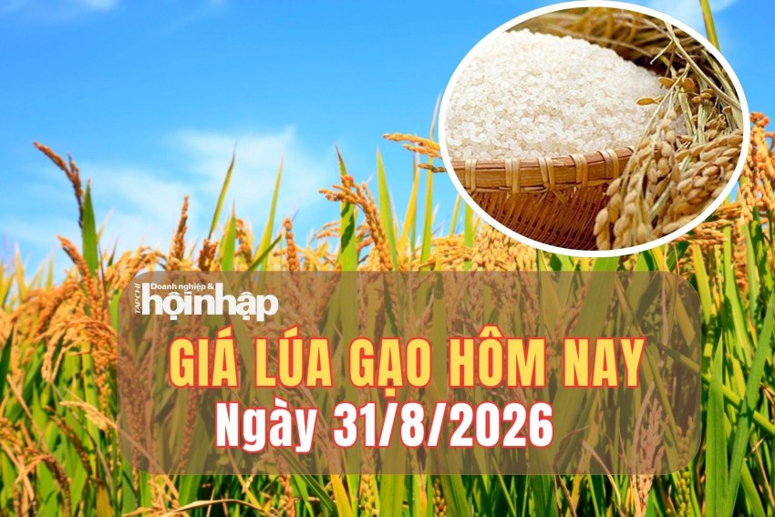 Giá lúa gạo hôm nay 31/8/2026: Giá lúa gạo duy trì ổn định 
