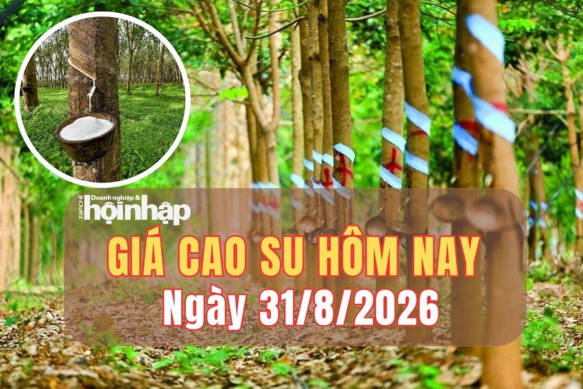Giá cao su hôm nay 31/8/2026: Khép tuần, giá cao su trên sàn TOCOM giảm, SHFE tiếp tục tăng