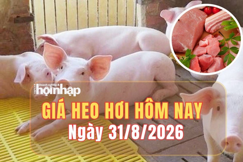 Giá heo hơi hôm nay 31/8/2026: Giá heo hơi tại miền Bắc giảm nhẹ