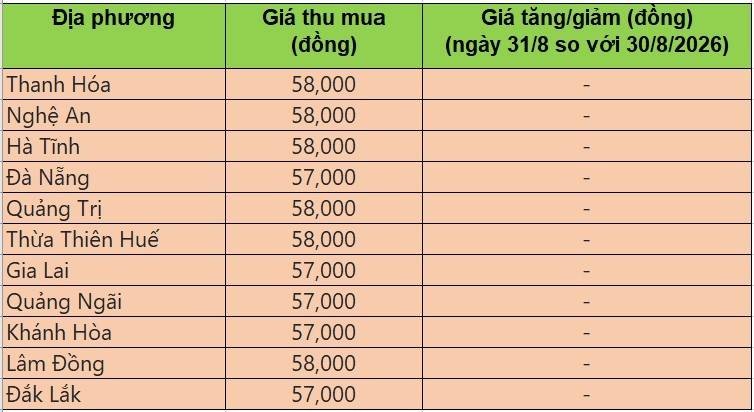 Bảng giá heo hơi tại miền Trung - Tây Nguyên hôm nay 31/8/2026