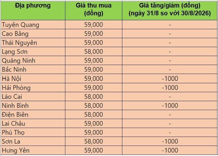 Bảng giá heo hơi tại miền Bắc hôm nay 31/8/2026