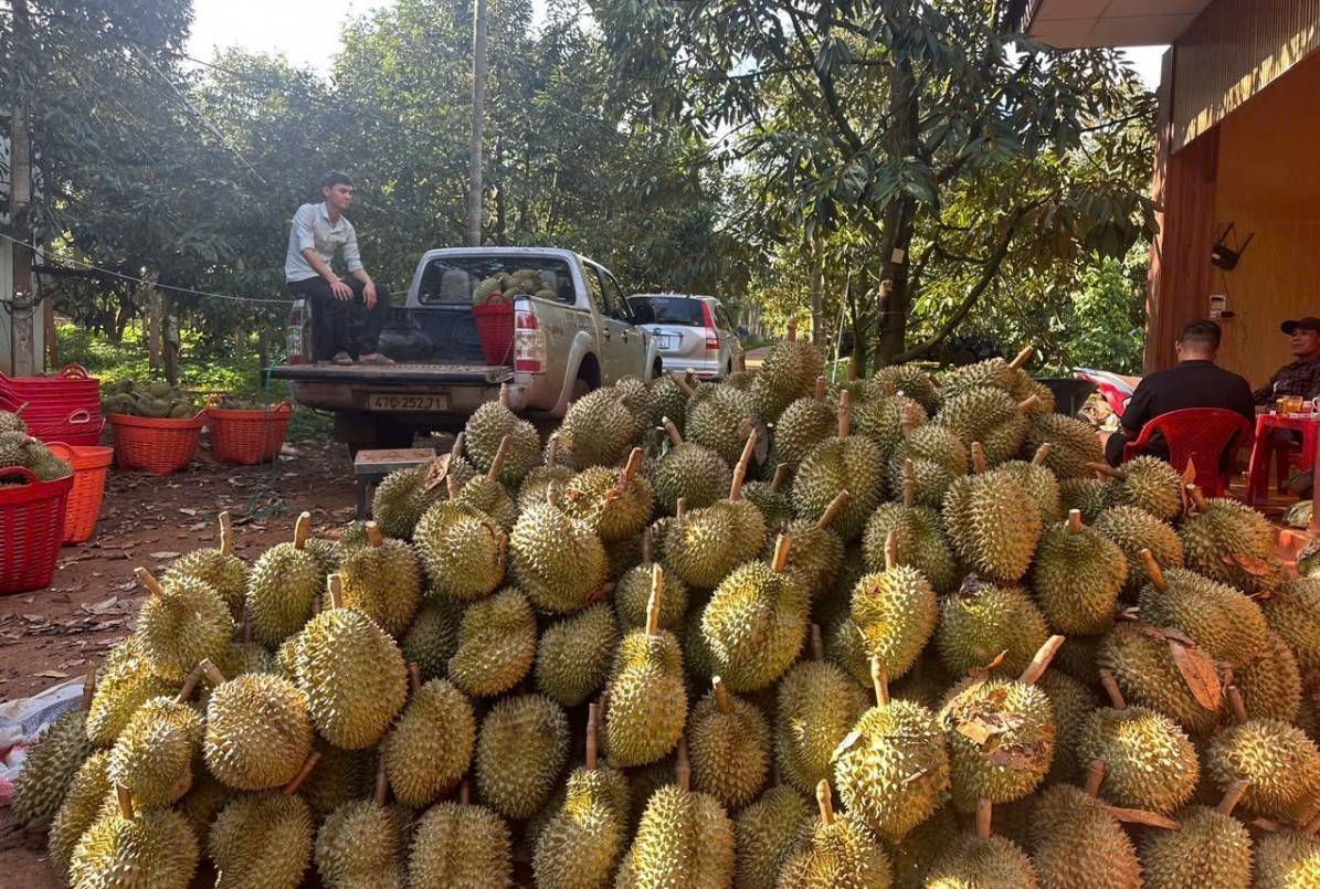 Đắk Lắk công bố ba kịch bản tiêu thụ sầu riêng