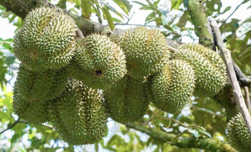 Đắk Lắk công bố ba kịch bản tiêu thụ sầu riêng