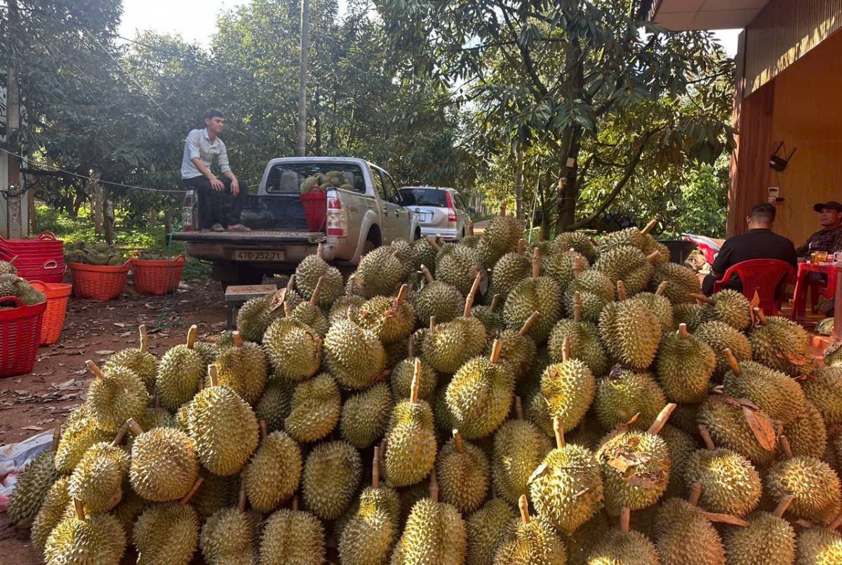 Đắk Lắk công bố ba kịch bản tiêu thụ sầu riêng