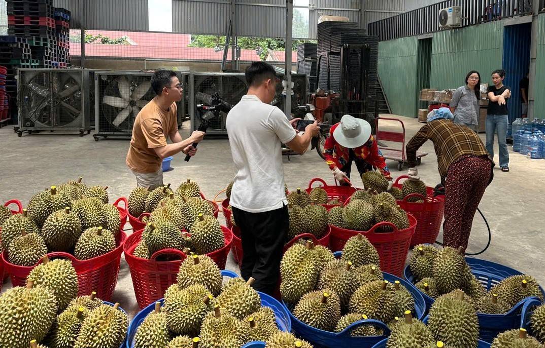 Đắk Lắk công bố ba kịch bản tiêu thụ sầu riêng