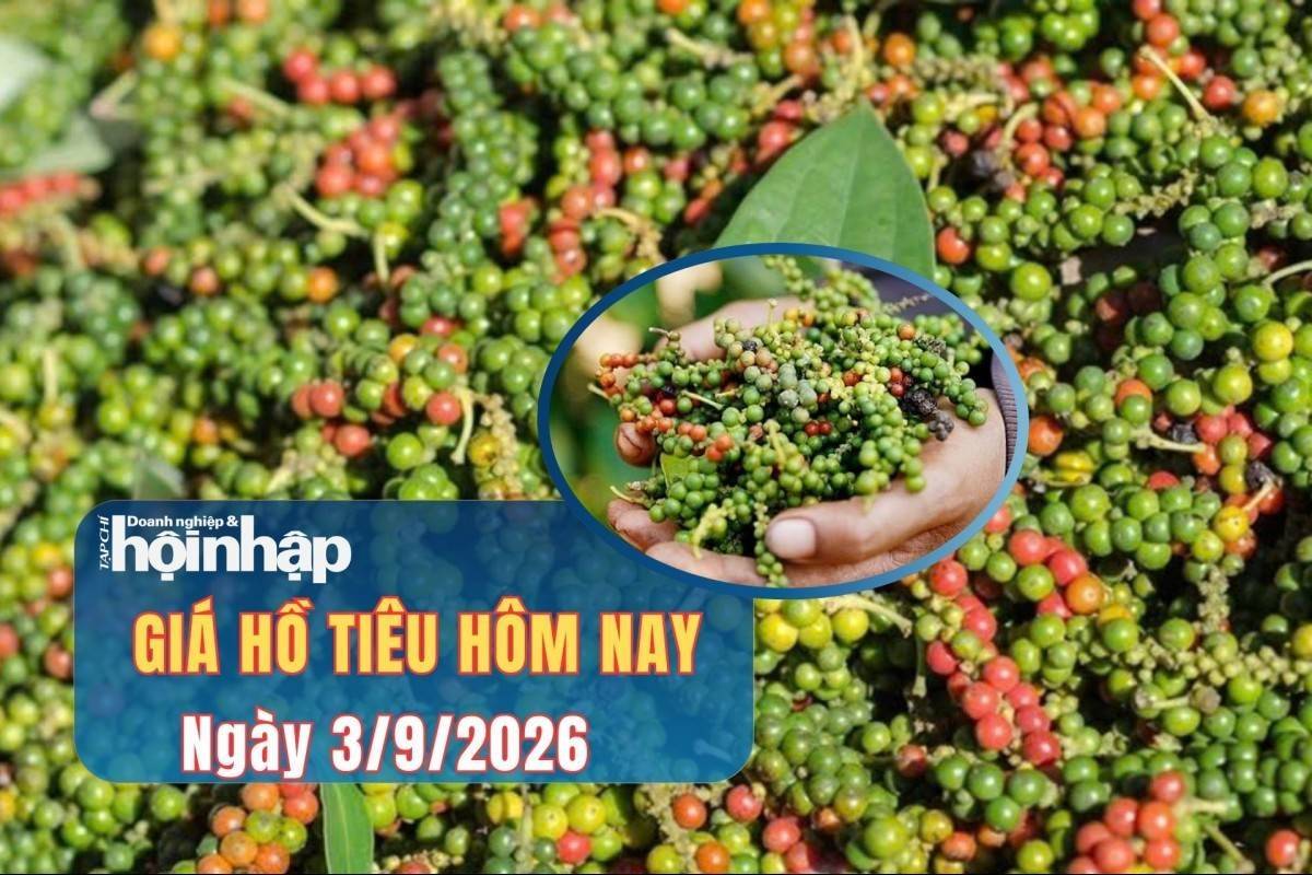Giá tiêu hôm nay 3/9/2026: Thị trường lặng sóng, nông dân tăng tốc làm tiêu GlobalGAP