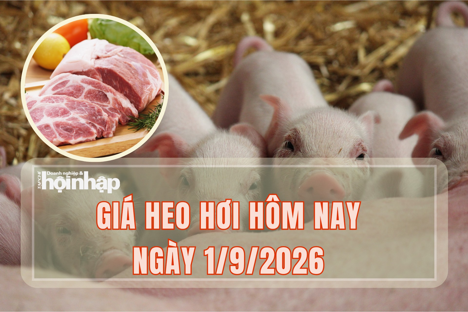 Giá heo hơi hôm nay 1/9/2026: Không có địa phương nào vượt mức 59.000 đồng/kg
