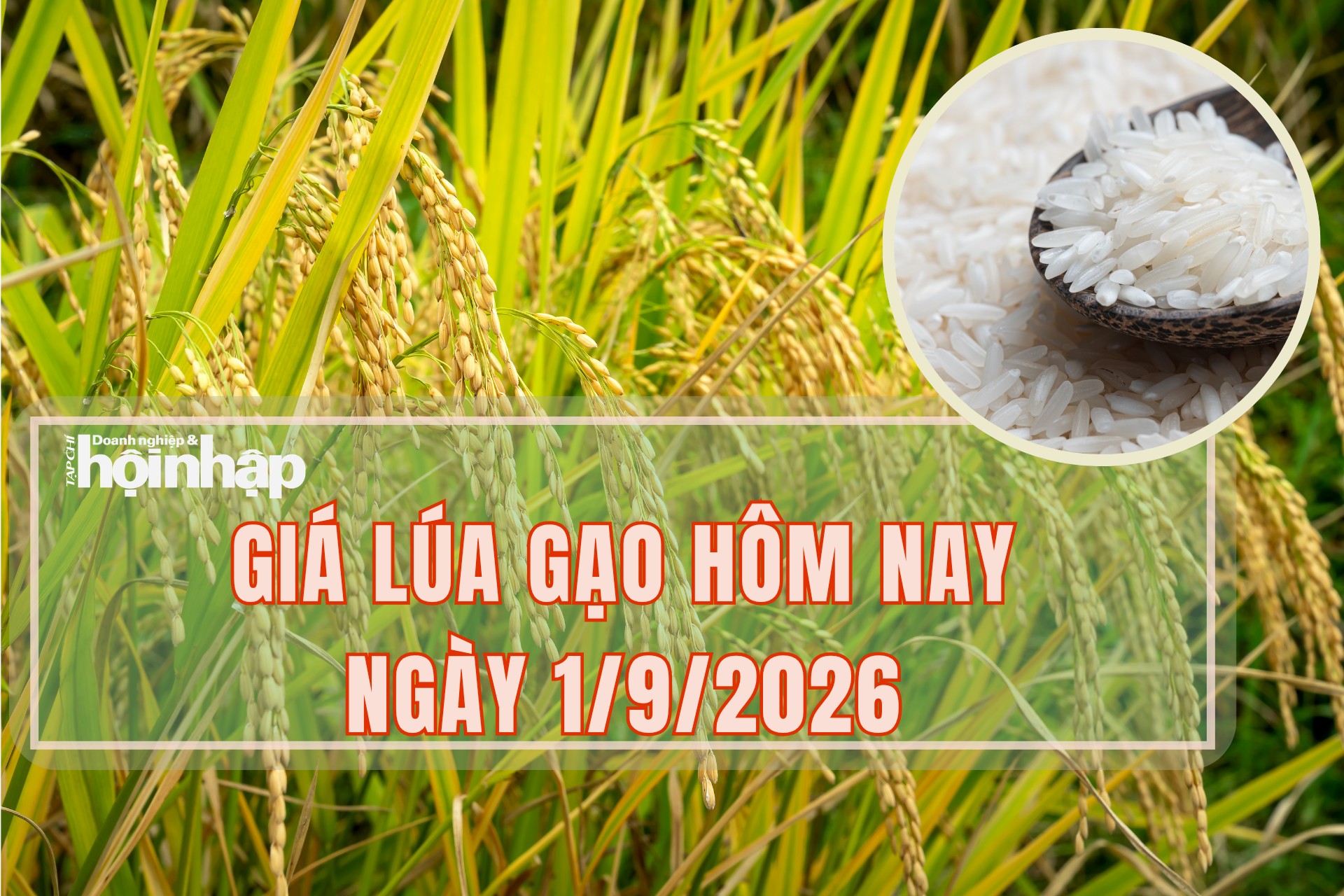 Giá lúa gạo hôm nay 1/9/2026: Thị trường nội địa trầm lắng