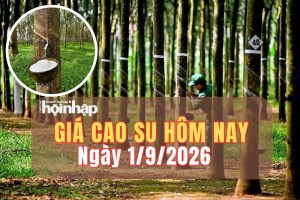 Giá cao su hôm nay 1/9/2026: Đà tăng trở lại, OSE phát tín hiệu cảnh báo