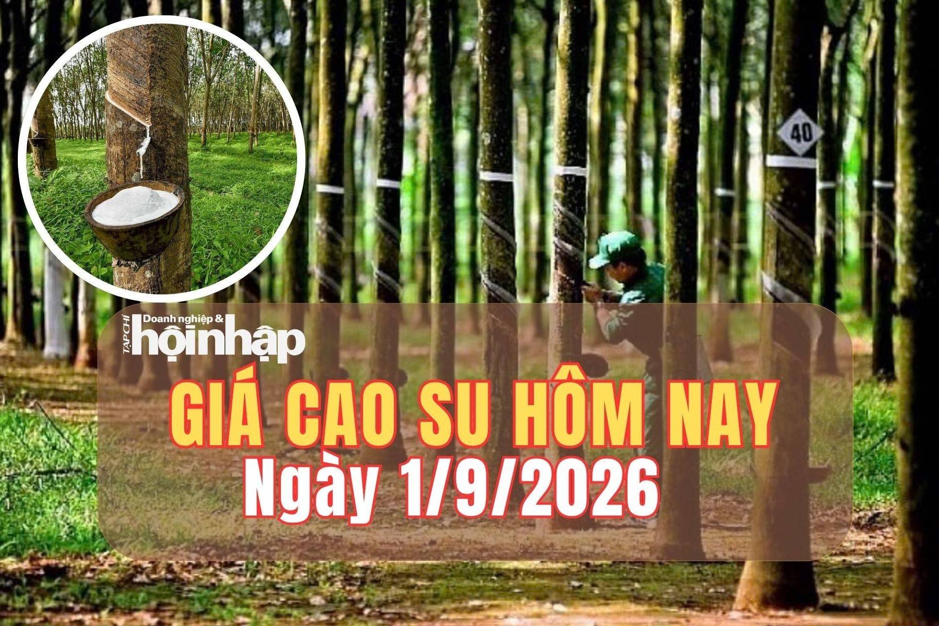 Giá cao su hôm nay 1/9/2026: Đà tăng trở lại, OSE phát tín hiệu cảnh báo
