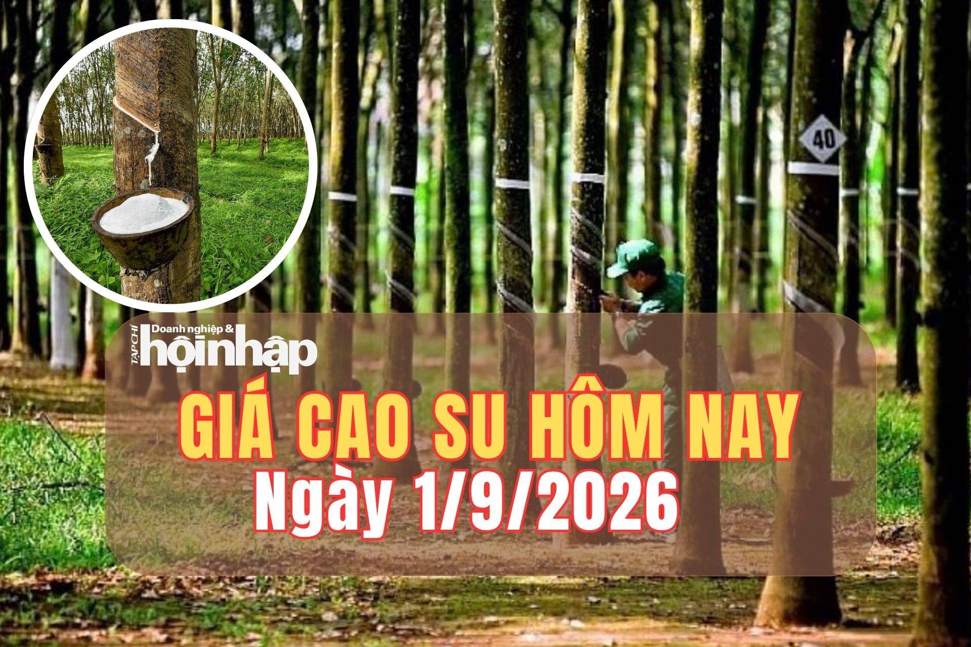 Giá cao su hôm nay 29/8/2026: Thế giới đồng loạt tăng, nguồn cung thắt chặt
