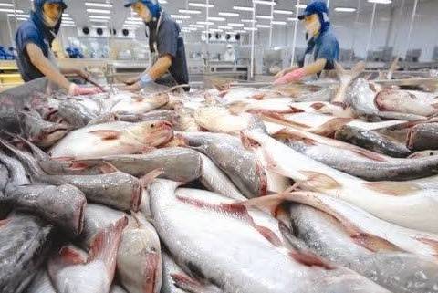 Nâng chất để vượt rào: Chiến lược dài hạn cho cá tra Việt Nam tại Nhật Bản
