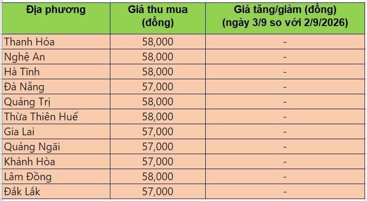 Bảng giá heo hơi tại miền Trung - Tây Nguyên hôm nay 3/9/2026