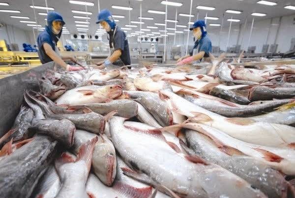 Quy trình chế biến cá tra phi lê đông lạnh xuất khẩu tại một nhà máy thủy sản