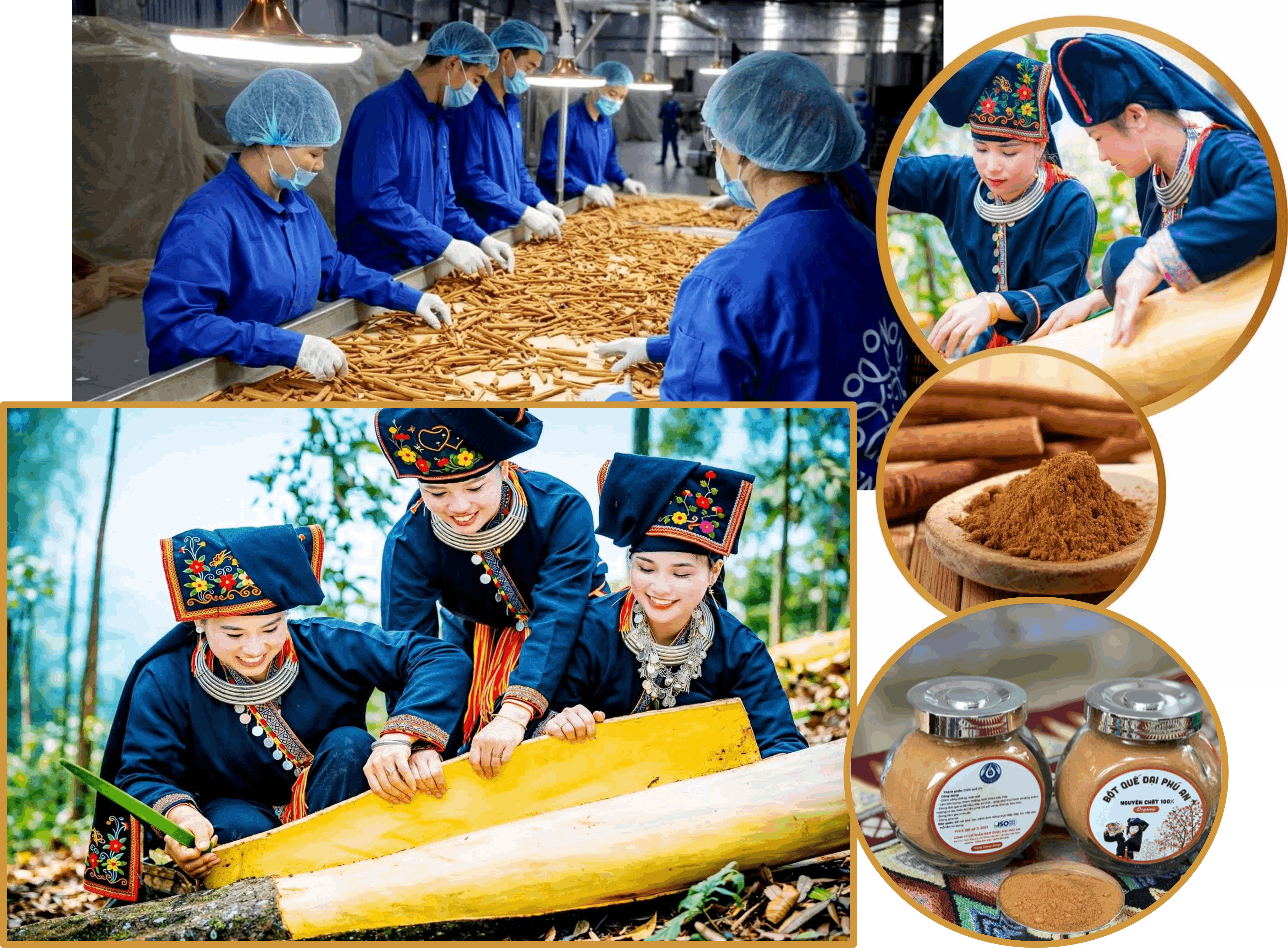 Dự án vùng nguyên liệu và chuỗi sản xuất, chế biến dược liệu được tỉnh chú trọng ưu tiên