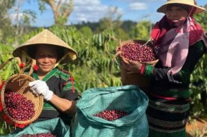 Nguồn cung Brazil tăng mạnh, giá cà phê robusta rơi sát đáy trong gần 3 tháng
