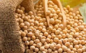 Giá đậu tương hạ nhiệt sau đỉnh 2,5 năm, điều gì đang gây sức ép?