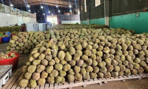 Lễ hội Sầu riêng Đắk Lắk 2026: Lan tỏa trên môi trường số