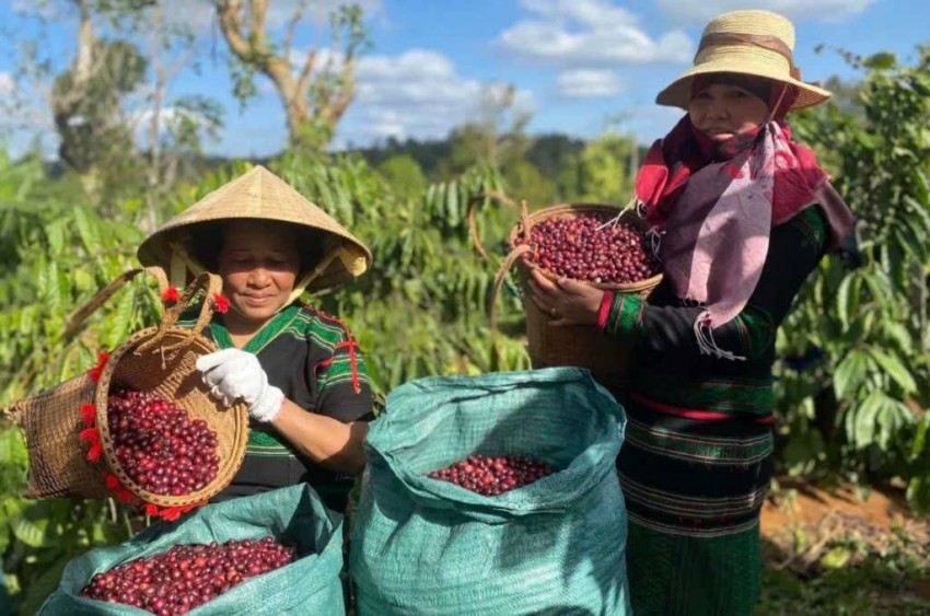 Brazil đẩy mạnh xuất khẩu và hoàn tất thu hoạch, gây áp lực giảm giá mạnh lên thị trường cà phê