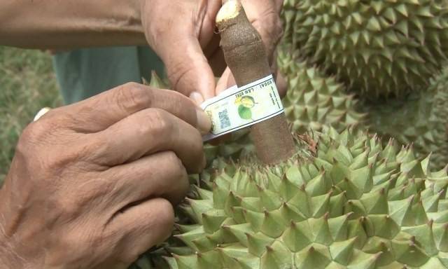 Sầu riêng Việt Nam chạy đua bằng dữ liệu để giữ thị trường tỷ USD