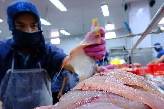 Cá tra Việt Nam trước cơ hội bứt lên khi nguồn cá tự nhiên chịu sức ép