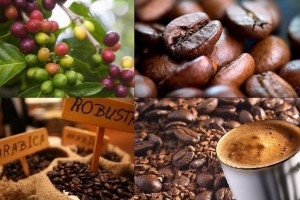 Xuất khẩu cà phê tăng lượng, doanh nghiệp đẩy mạnh chế biến sâu