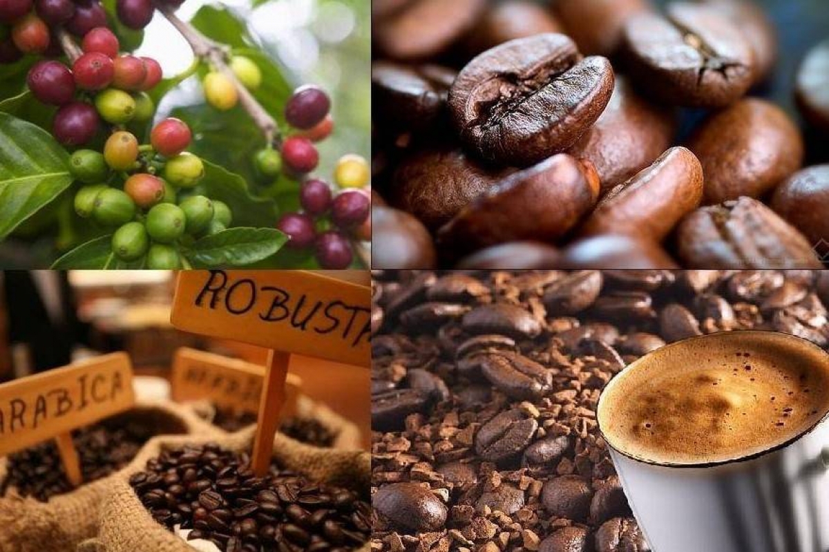 Xuất khẩu cà phê Việt Nam tăng lượng, doanh nghiệp đẩy mạnh chế biến sâu
