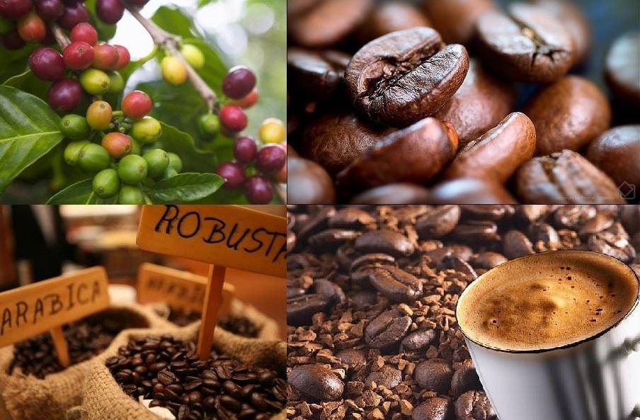Xuất khẩu cà phê tăng lượng, doanh nghiệp đẩy mạnh chế biến sâu