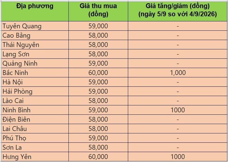 Bảng giá heo hơi tại miền Bắc hôm nay 5/9/2026