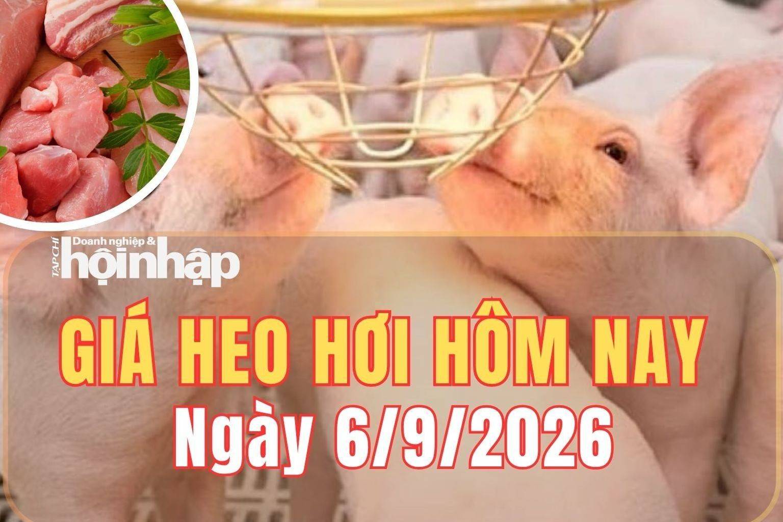 Giá heo hơi hôm nay 6/9 /2026: Giá heo tại miền Bắc tăng nhẹ