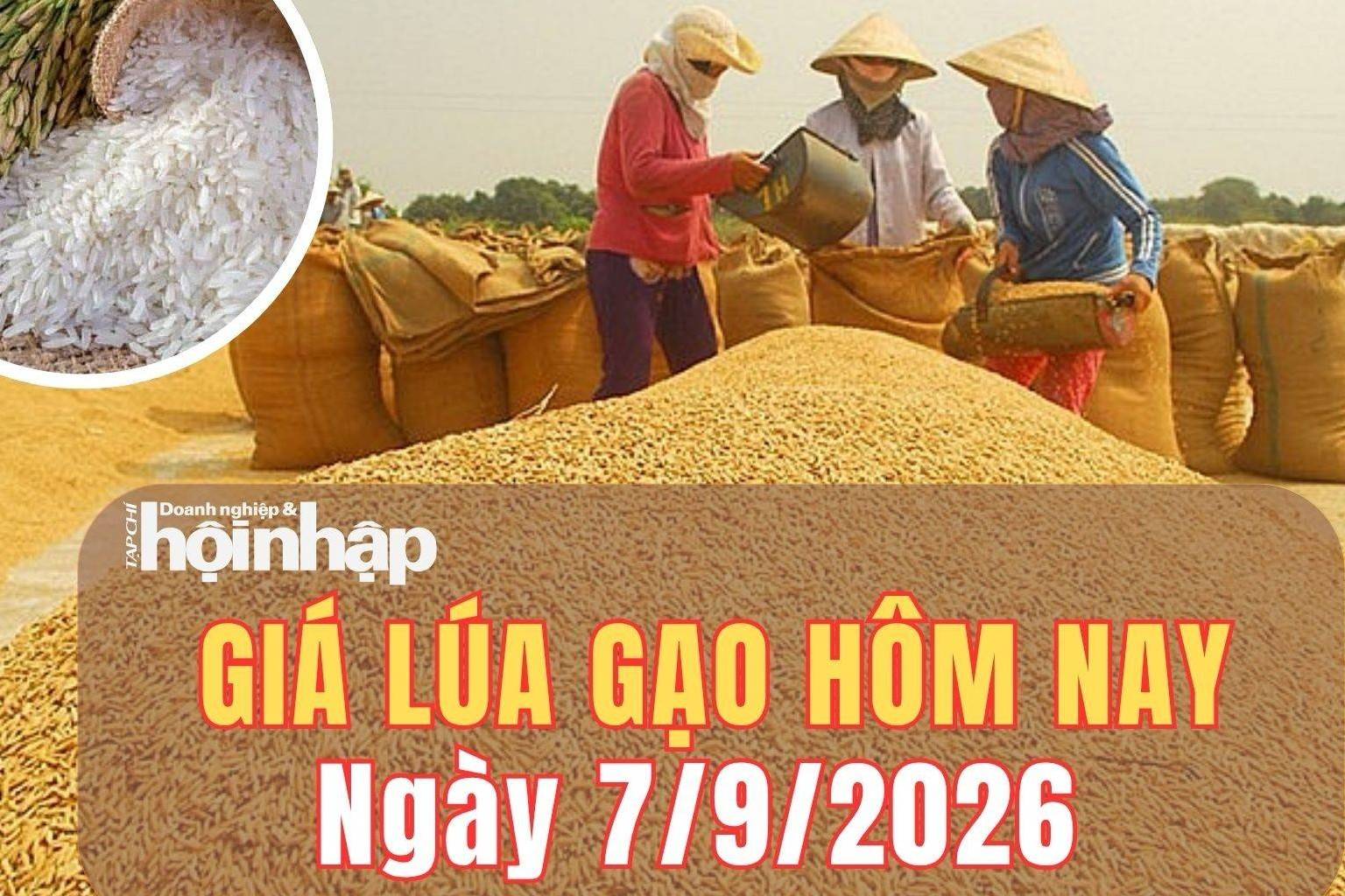 Giá lúa gạo hôm nay 7/9/2026: Giá lúa gạo trong nước đi ngang, nguồn cung Thái Lan chịu sức ép