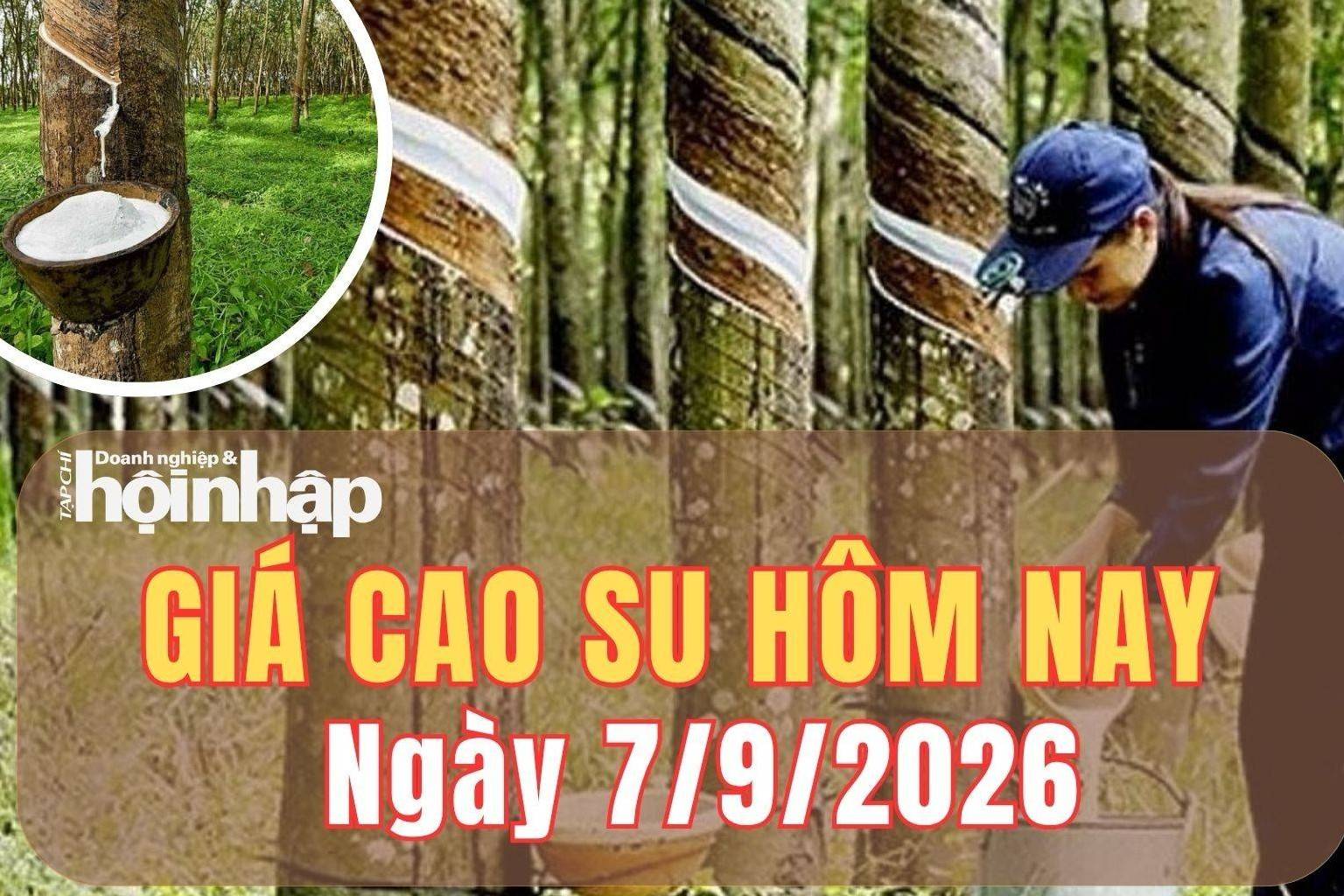 Giá cao su hôm nay 7/9/2026: Giá cao su SHFE tăng mạnh, nguồn cung toàn cầu tiếp tục thu hẹp