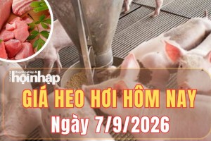 Giá heo hơi hôm nay 7/9/2026: Giá heo hơi trên cả nước đi ngang, miền Bắc neo ở 60.000 đồng/kg
