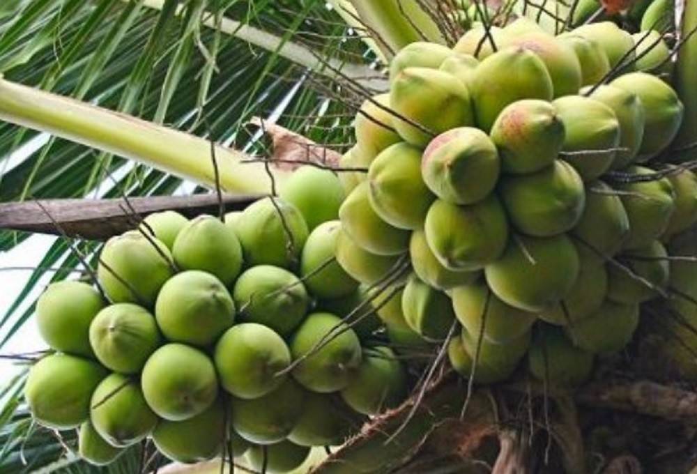 Trái dừa Vĩnh Long cần thêm “hộ chiếu xanh” để đi xa
