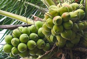 Trái dừa Vĩnh Long cần thêm “hộ chiếu xanh” để đi xa