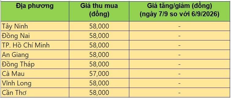 giá heo hơi