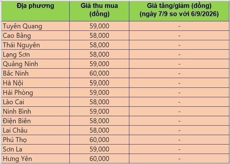 giá heo hơi