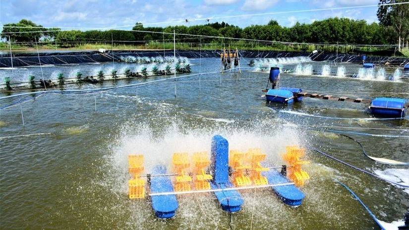 Trong thời gian tới, Cà Mau định hướng tiếp tục hỗ trợ doanh nghiệp đa dạng hóa thị trường, đẩy mạnh chuyển đổi số, nâng cao năng lực đáp ứng tiêu chuẩn quốc tế và chủ động cảnh báo các rào cản thương mại.