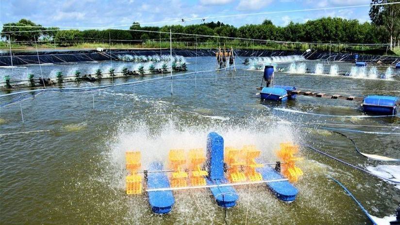 Thủy sản Cà Mau nâng chuẩn để mở rộng thị trường từ các FTA