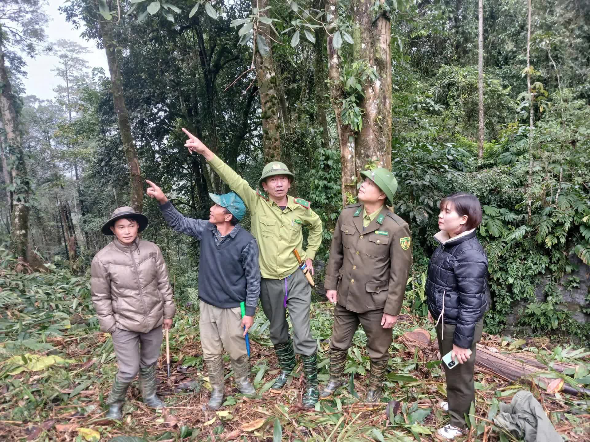 Lào Cai quy trách nhiệm người đứng đầu nếu để xảy ra phá rừng, lấn chiếm đất rừng