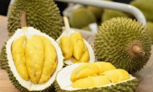 Sầu riêng Việt Nam xuất khẩu sang Hàn Quốc tăng gần 200%