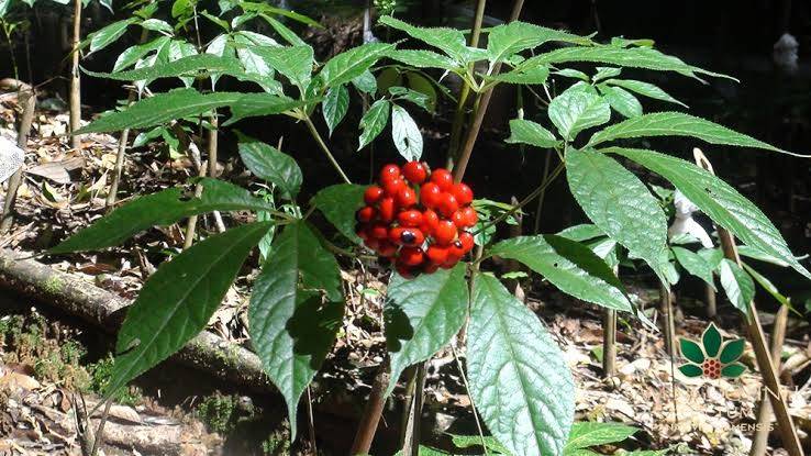 Sâm Ngọc Linh cũng đã được Chính phủ xác định là một trong những dược liệu quý cần bảo tồn và phát triển. Định hướng trước đây của Chính phủ đối với loại cây này là vừa bảo tồn vừa phát triển theo chiều sâu, nâng giá trị sản phẩm, bảo vệ nguồn gene và hướng tới xây dựng thương hiệu ở phân khúc cao cấp.