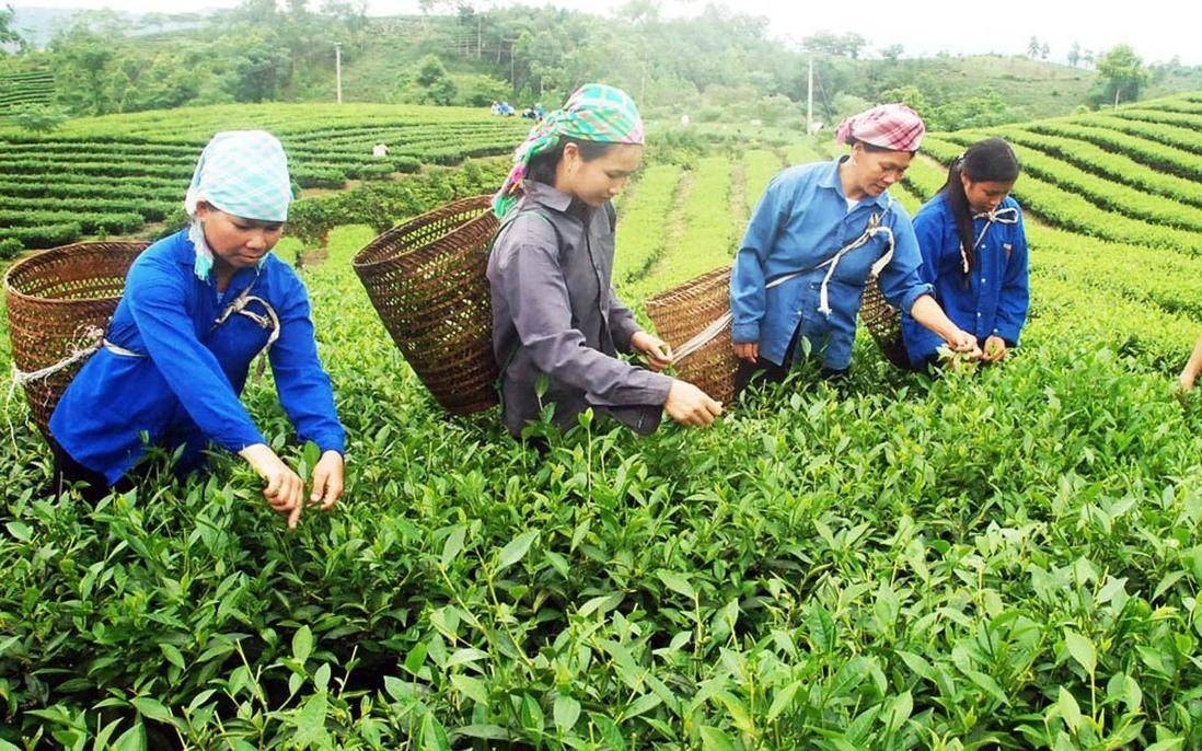 Phụ nữ vùng cao Lào Cai trực tiếp tham gia sản xuất, tạo nguồn nguyên liệu cho các sản phẩm nông nghiệp địa phương. Ảnh: Phụ nữ Việt Nam.