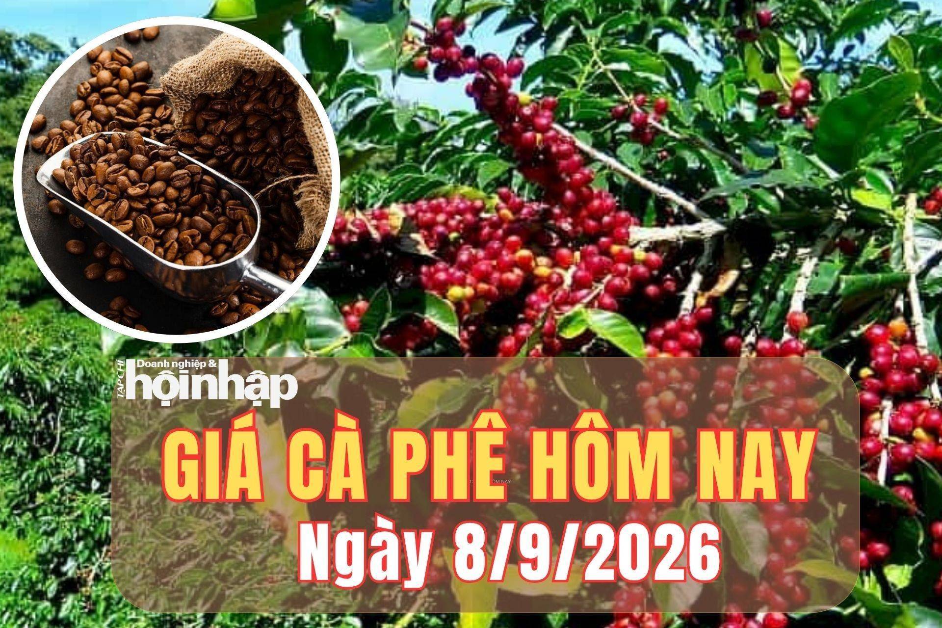 Giá cà phê hôm nay 8/9/2026: Tây Nguyên đi ngang, robusta và arabica diễn biến trái chiều