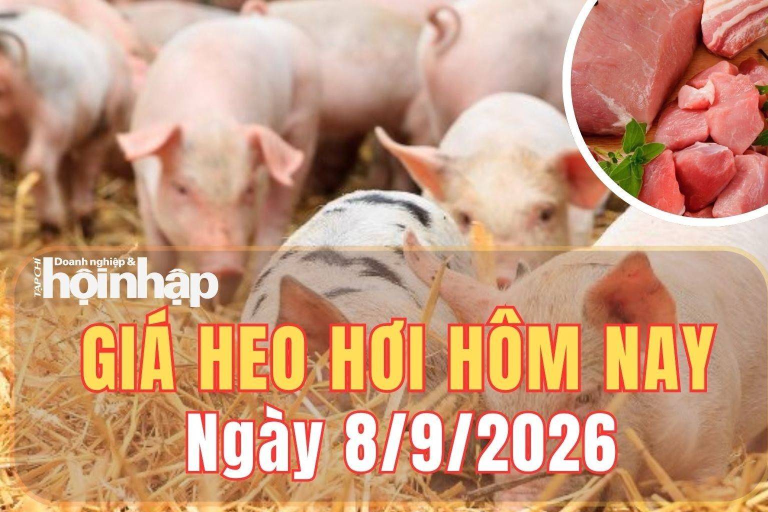 Giá heo hơi hôm nay 8/9 /2026: Giá heo hơi tại Gia Lai tăng nhẹ