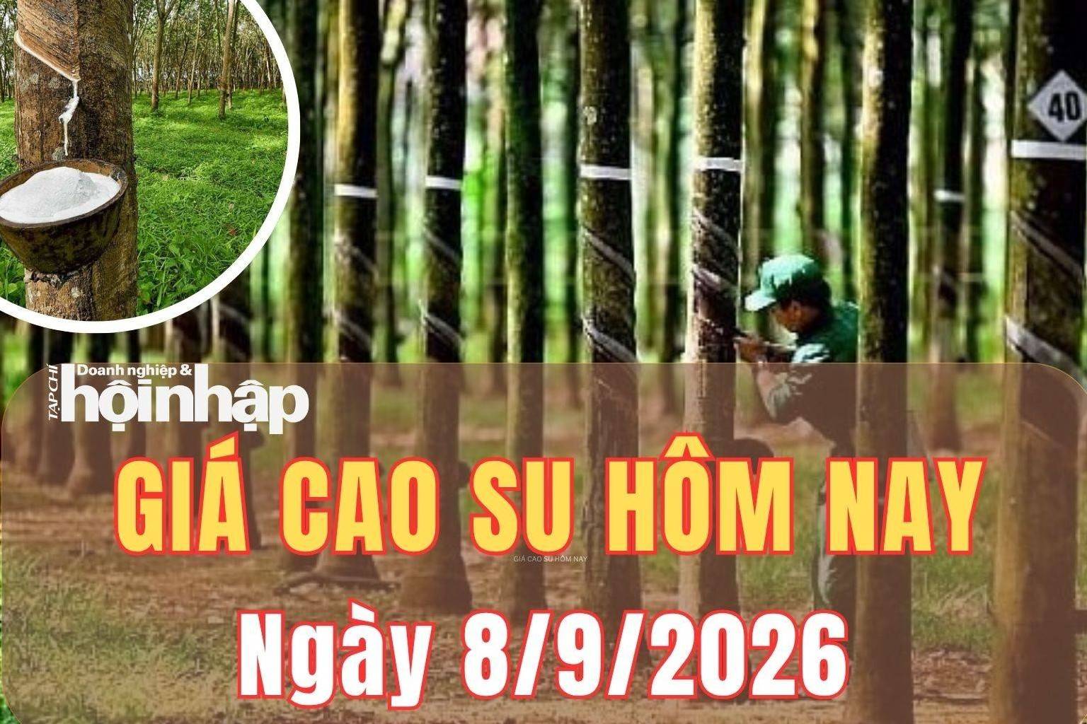 Giá cao su hôm nay 8/9/2026: Giá cao su trên sàn TOCOM trái chiều, sàn SHFE tiếp đà tăng