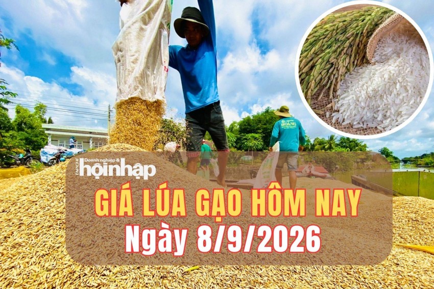 Giá lúa gạo hôm nay 8/9/2026: Giá gạo nguyên liệu giảm nhẹ