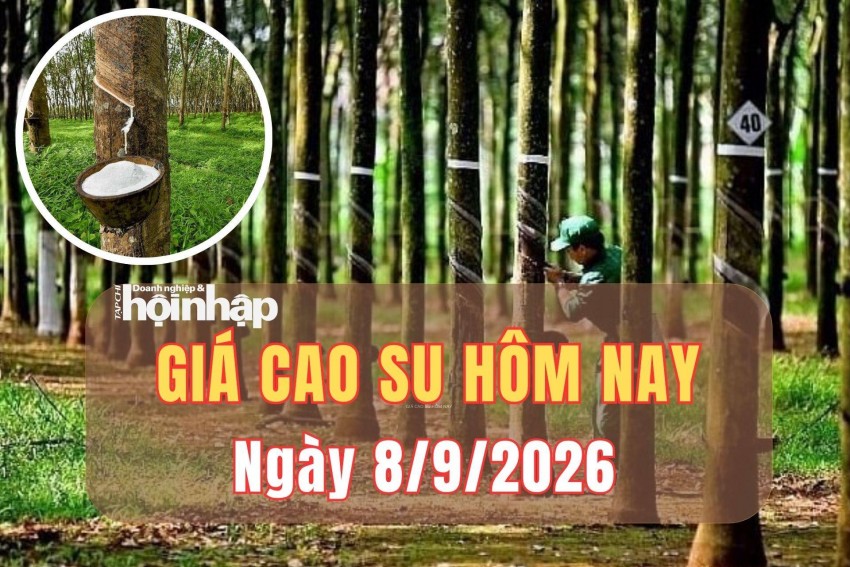 Giá cao su hôm nay 8/9/2026: Giá cao su trên sàn TOCOM trái chiều, sàn SHFE tiếp đà tăng